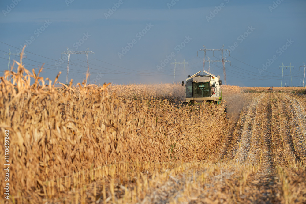 Fototapeta premium Combine harvester working in a corn field