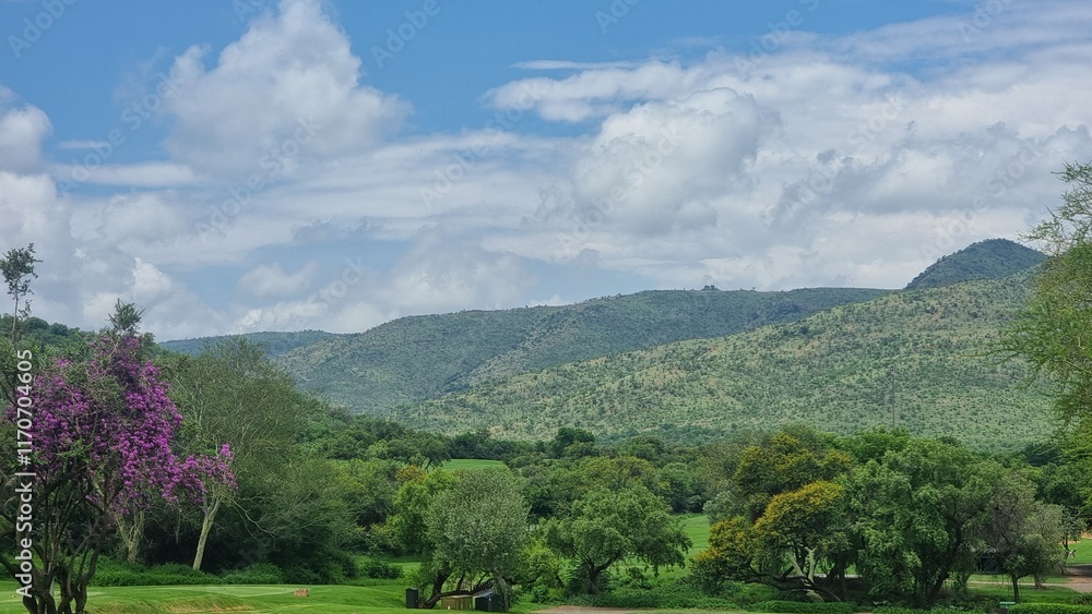 4K UHD landscape deepforest of South Africa 4K UHD landscape deepforest of South Africa