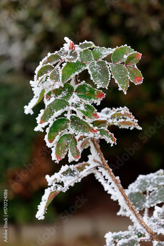 Raureif im Garten photo