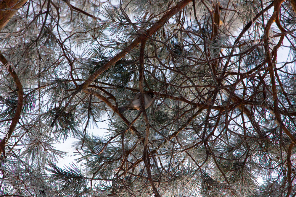 Frost-covered pine branches glowing in the soft early morning sunlight at sunrise during winter. Frost-covered pine branches glowing in the soft early morning sunlight at sunrise during winter.