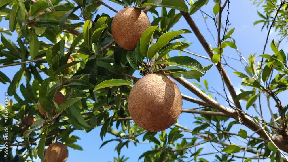 Unripe sapodilla fruits hanging on the tree, not ready for harvest. A tropical fruit known for its sweet taste when ripe. Unripe sapodilla fruits hanging on the tree, not ready for harvest. A tropical fruit known for its sweet taste when ripe.