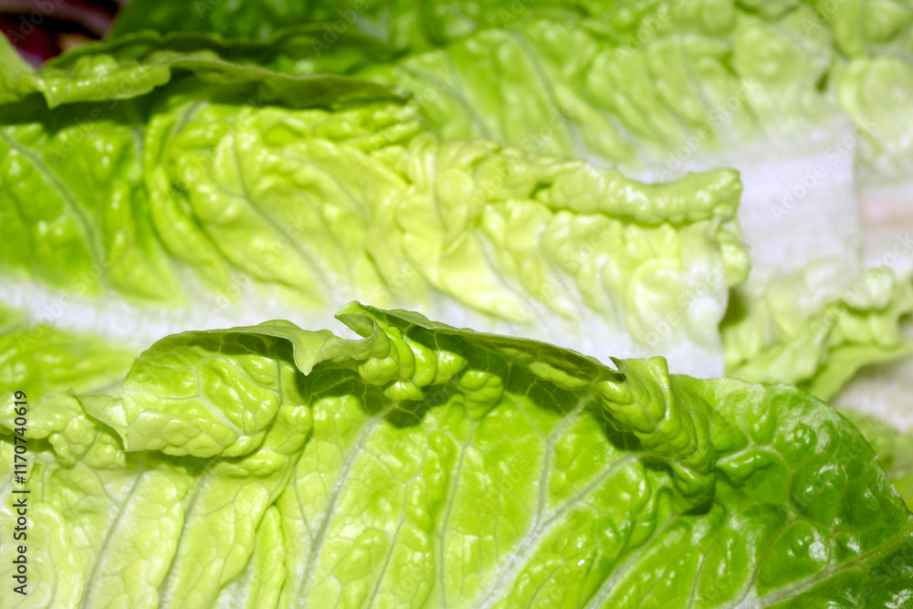 Close Up of a Baby Gem Lettuce Leaf Salad Vegetable Close Up of a Baby Gem Lettuce Leaf Salad Vegetable
