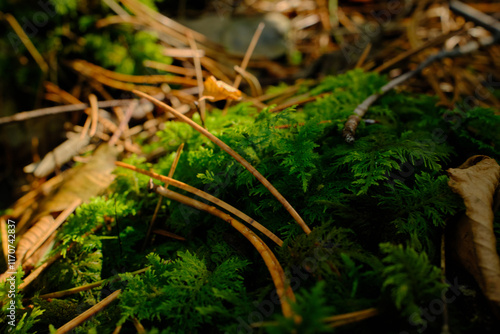 Close-up of green moss and dry leaves of the forest