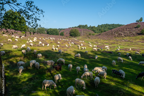 herd of sheep in the purple heath at the veluwe photo