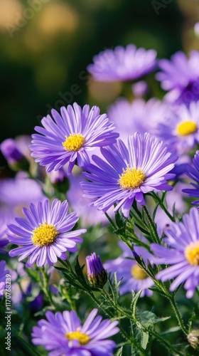 Lovely Purple Aster Flowers Blooming In Sunlight