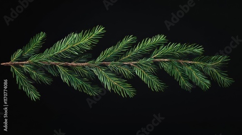 Lush Green Fir Branch Isolated on Black Background Perfect for Christmas, Winter, and Nature Designs