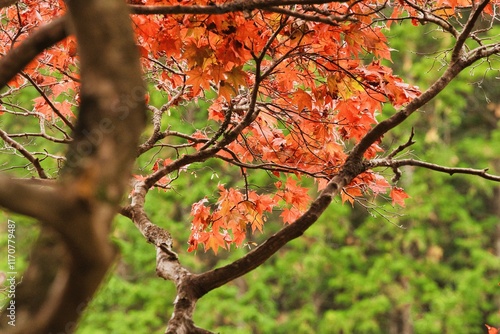 日本の紅葉
