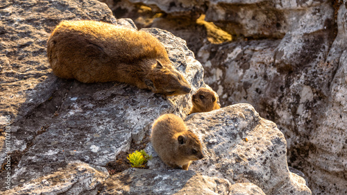 Cute baby Rock Dassies (Dussy) (