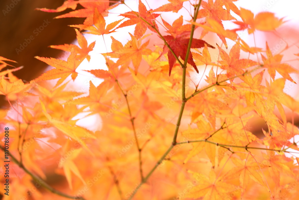 Fototapeta premium 紅葉