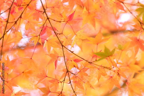 紅葉