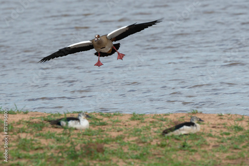 Ouette d'Egypte, Oie d'Egypte, Alopochen aegyptiaca, Egyptian Goose photo