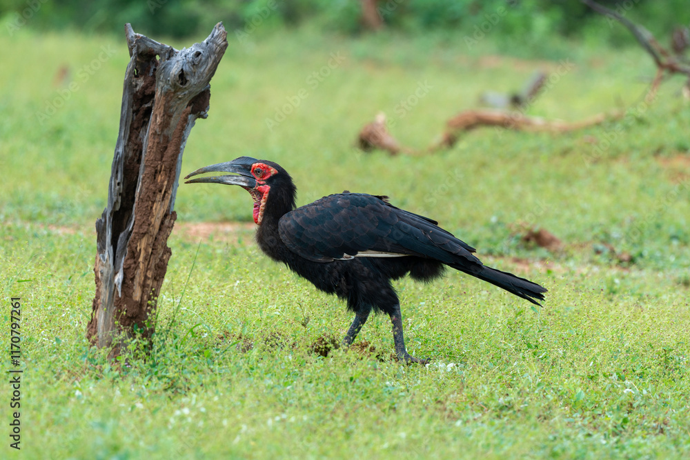 Obraz premium Bucorve du Sud, Grand calao terrestre, Bucorvus leadbeateri, Southern Ground Hornbill