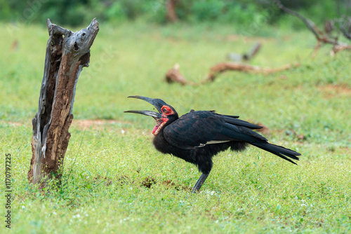 Bucorve du Sud, Grand calao terrestre, Bucorvus leadbeateri, Southern Ground Hornbill photo