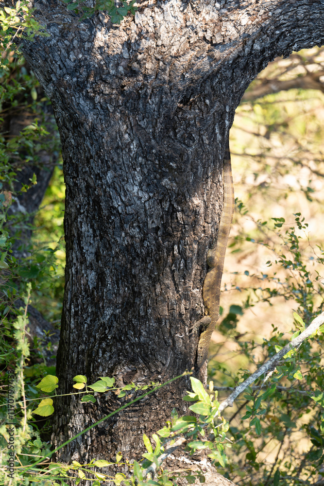 Obraz premium Varan du Nil, Varanus niloticus