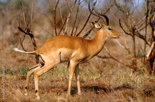 Impala, male, Aepyceros melampus, Kenya photo