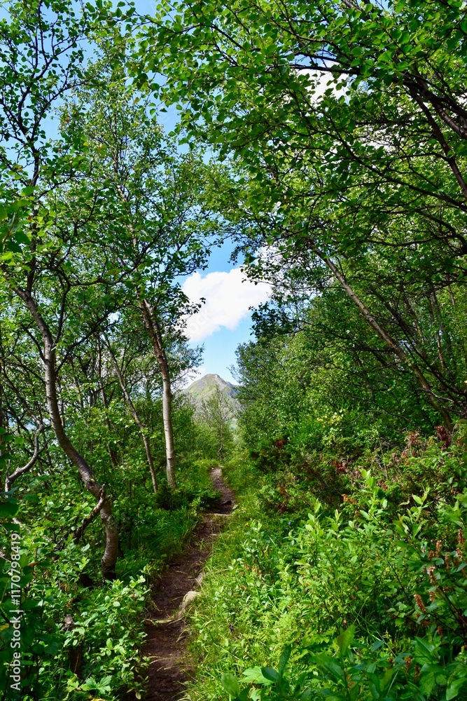 Fototapeta premium path in the forest