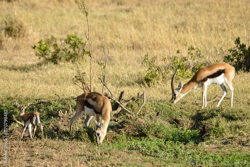 Gazelle de Thomson, Gazella Thomsonii, male, femelle, jeune, Afrique de l'Est photo