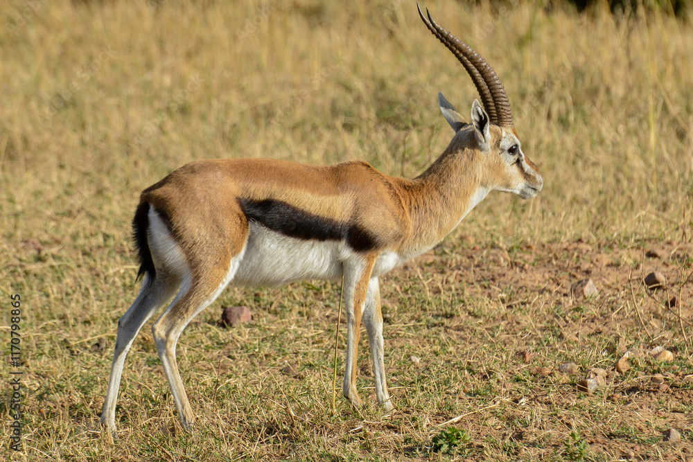 Gazelle de Thomson, Gazella Thomsonii, male, Afrique de l'Est Gazelle de Thomson, Gazella Thomsonii, male, Afrique de l'Est