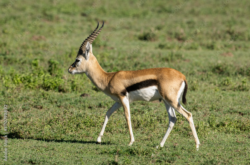 Obraz premium Gazelle de Thomson , Gazella leptoceros, Kenya