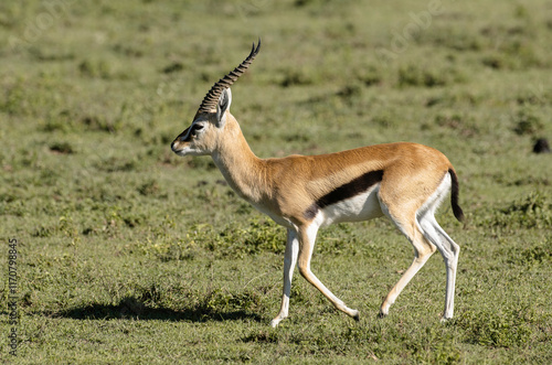 Gazelle de Thomson , Gazella leptoceros, Kenya photo