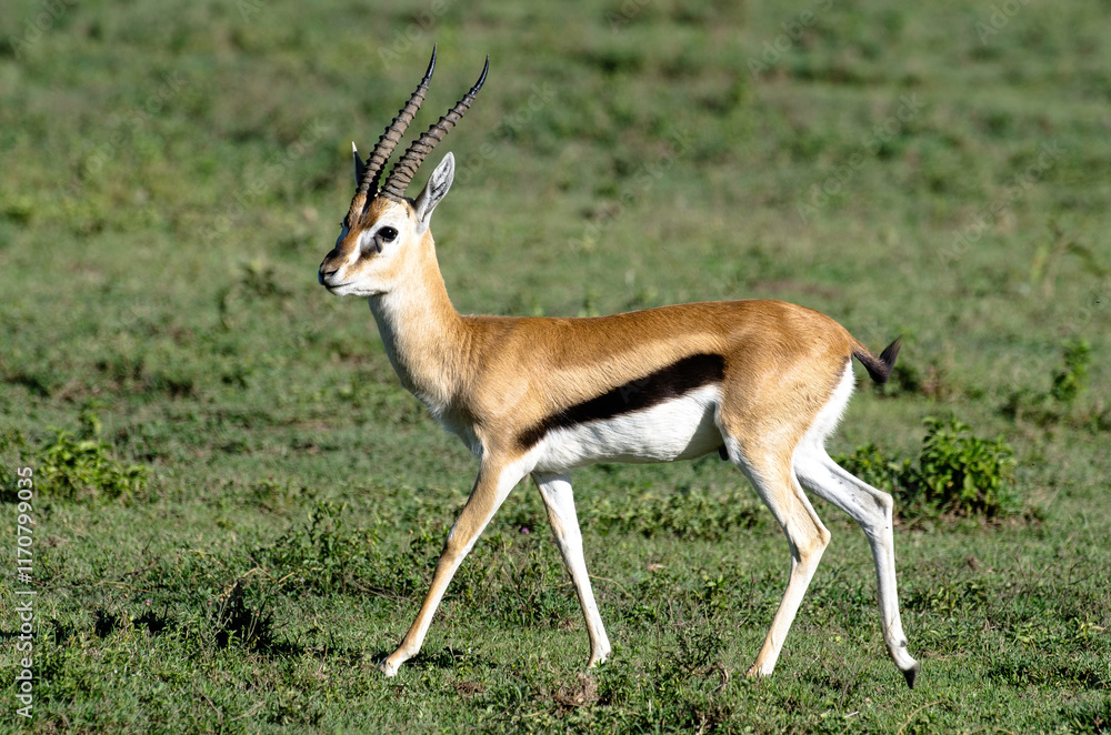 Gazelles de Thomson, Eudorcas thomsonii nasalis, Afrique de l'Est Gazelles de Thomson, Eudorcas thomsonii nasalis, Afrique de l'Est