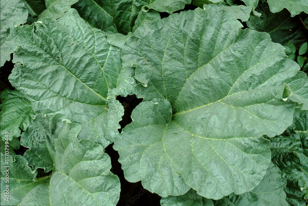 Rhubarbe, Rueum rhabarbarum, variété Brown's Crimson Rhubarbe, Rueum rhabarbarum, variété Brown's Crimson