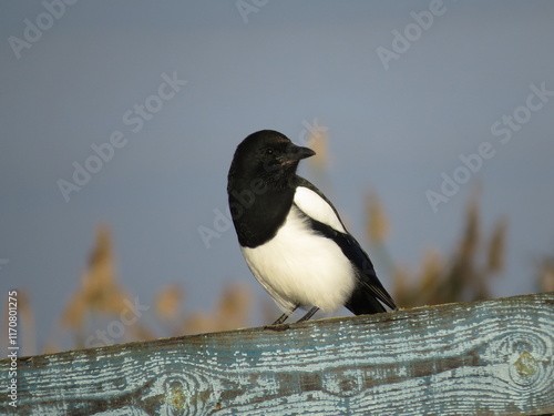Wallpaper Mural bird Torontodigital.ca