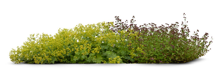 Flowerbed consisting of  a composition of different green plants and flowers isolated on white background