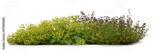 Tableau sur toile Flowerbed consisting of  a composition of different green plants and flowers iso
