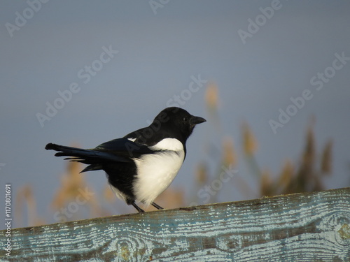 Wallpaper Mural bird Torontodigital.ca