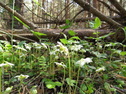Wallpaper Mural nature Torontodigital.ca