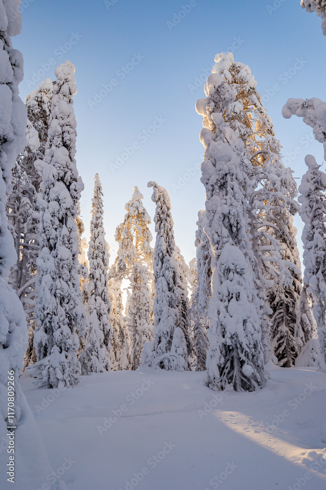 snow covered trees