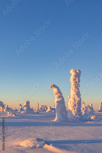 landscape with snow photo