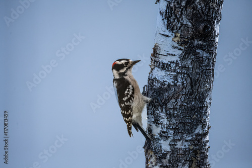 woodpecker on tree photo