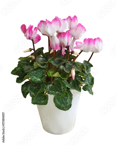 Cuadro en lienzo White and pink cyclamen in a white pot isolated on a transparent background