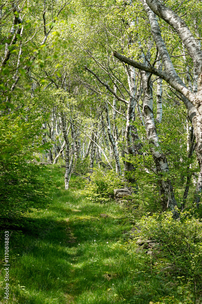 Fototapeta premium Beautiful green birch tree forest in low Swiss Alps mountain forest with a road going through the forest, Switzerland