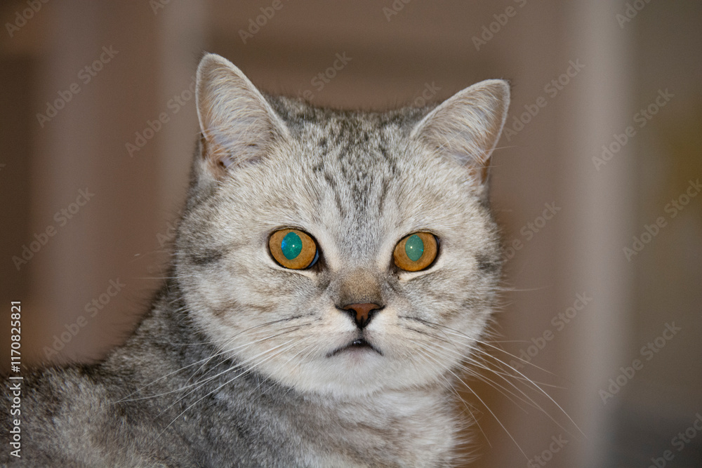 Muzzle of a gray British cat with eyes with a green shine on a blurred beige background Muzzle of a gray British cat with eyes with a green shine on a blurred beige background
