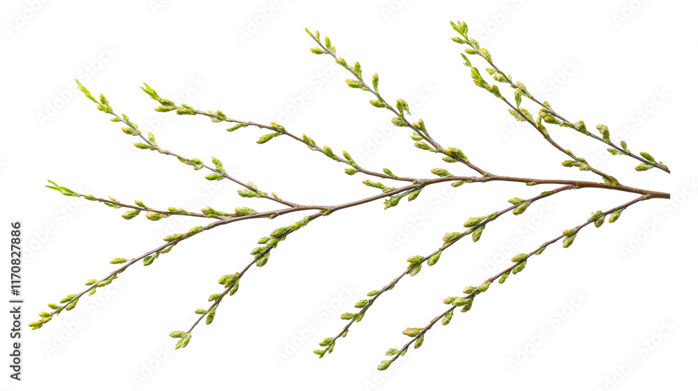 Fototapeta premium Fresh green twigs with budding leaves against a transparent background, showcasing early spring growth.