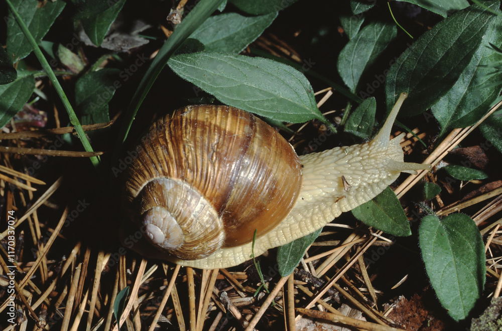 Helix pomatia or Roman snail, Burgundy snail, or escargot on forest floor Helix pomatia or Roman snail, Burgundy snail, or escargot on forest floor