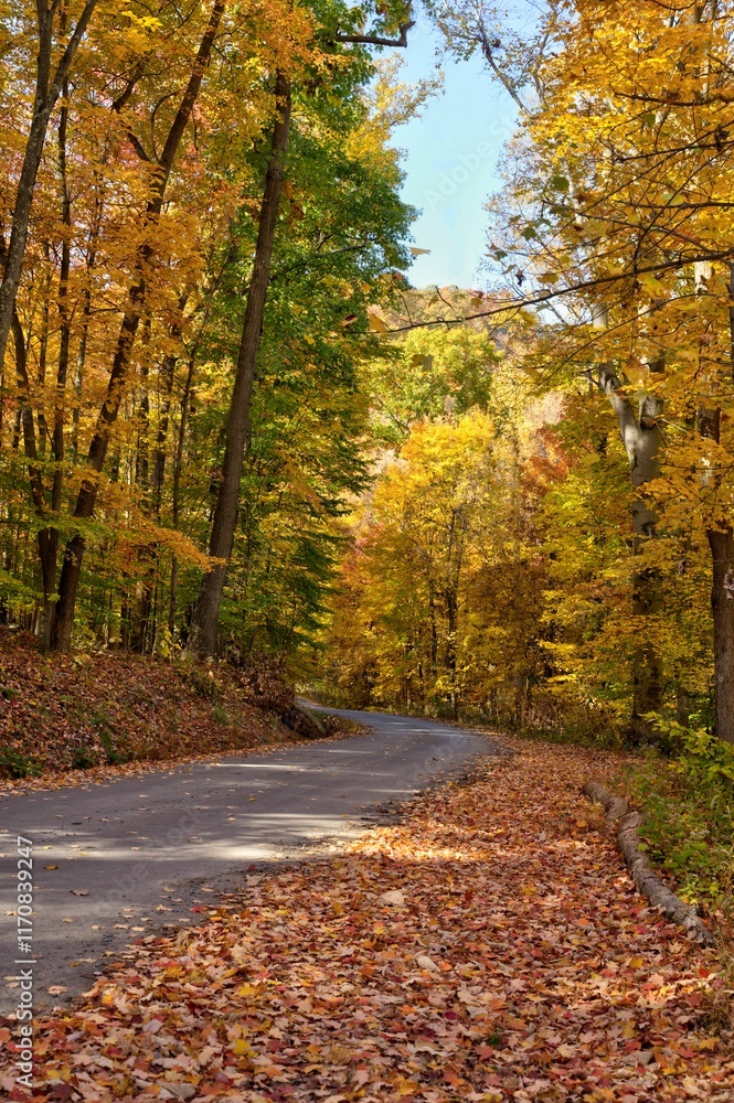 Obraz premium Scenic autumn road lined with vibrant yellow trees