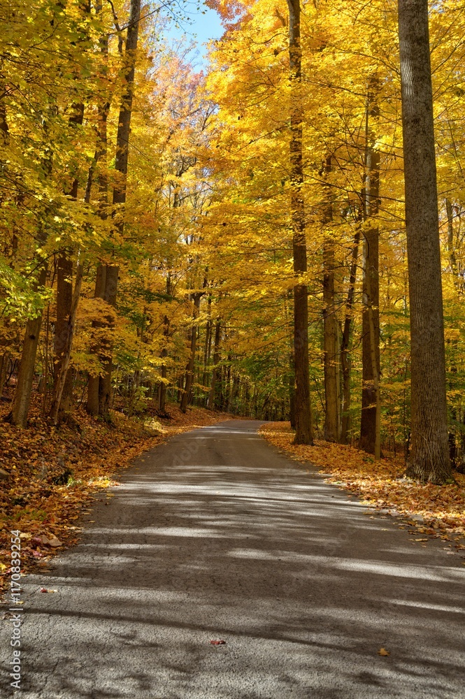 Scenic autumn road lined with vibrant yellow trees Scenic autumn road lined with vibrant yellow trees