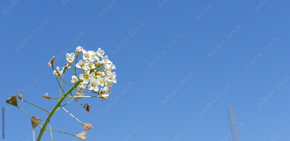 Pure shepherd's purse flowers on a blue background - 푸른 배경, 냉이꽃 Pure shepherd's purse flowers on a blue background - 푸른 배경, 냉이꽃