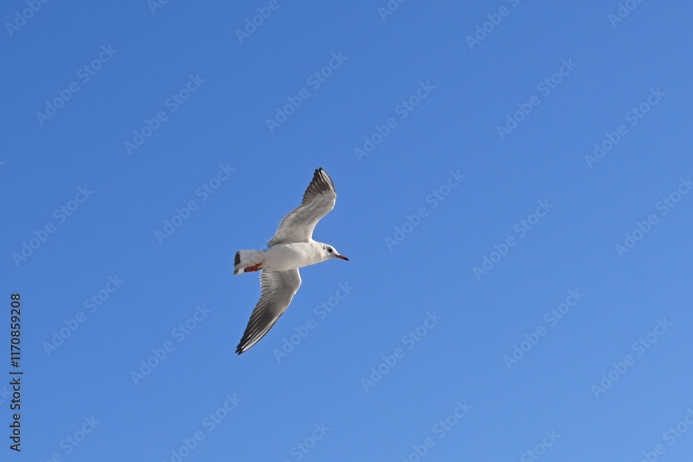 Seagulls Flying Against a Clear Blue Sky Seagulls Flying Against a Clear Blue Sky