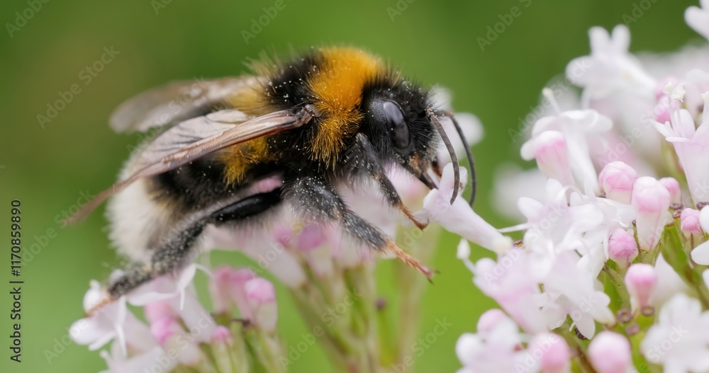 Bumblebee collects flower nectar at sunny day. Bumblebee collects flower nectar at sunny day.