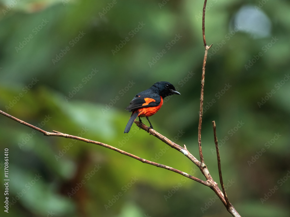 Scarlet Minivet Perched on Bare Branches Scarlet Minivet Perched on Bare Branches