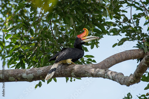 Rhinoceros Hornbill Perched on a Large Branch photo