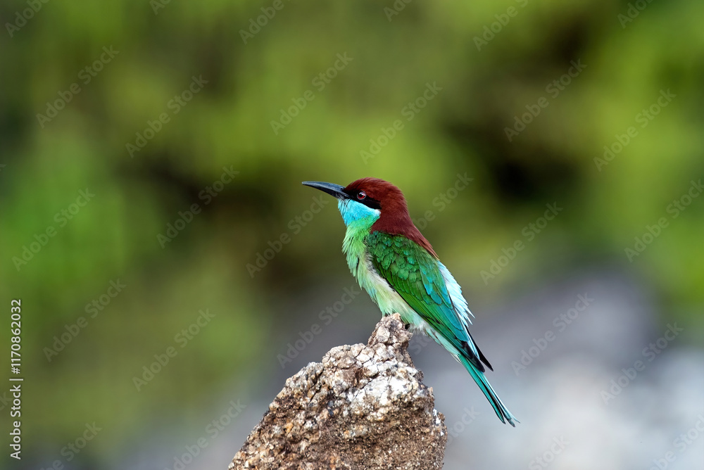 Blue-throated Bee-eater Perched on a Rock
Blue-throated Bee-eater Perched on a Rock