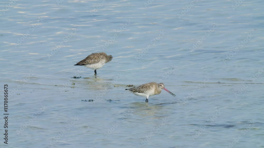 Small shore birds feeding n Sitra shore Small shore birds feeding n Sitra shore