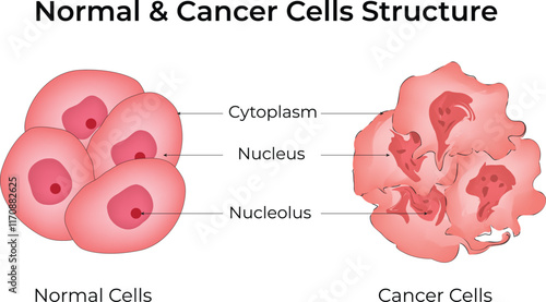 Normal Cells and Cancer Cells Structure Design Vector Illustration	
