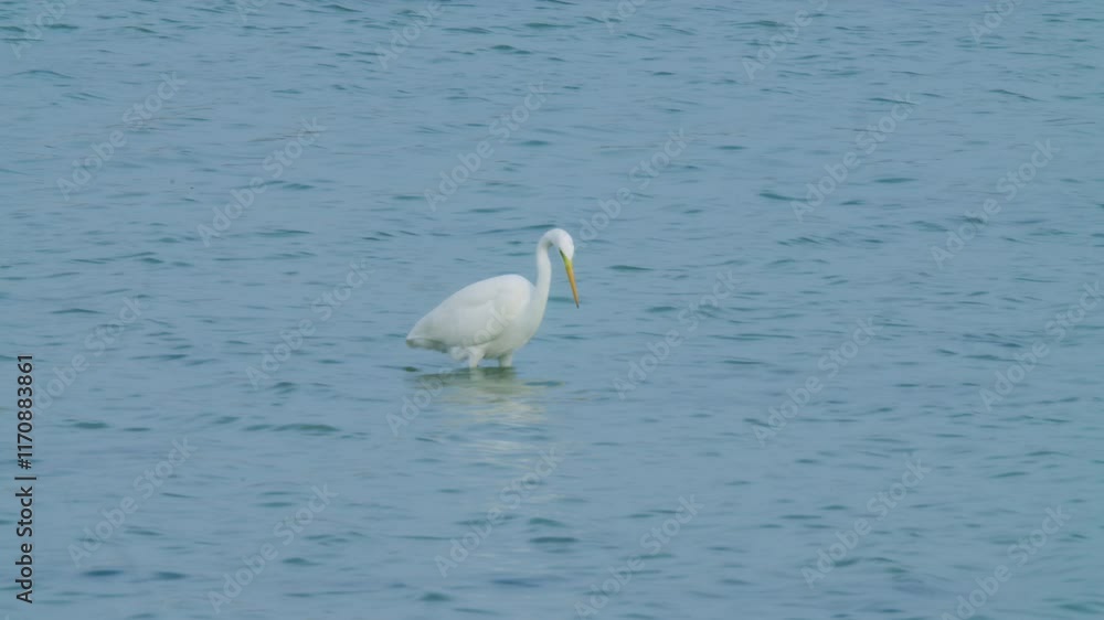 White shore bird standing in Sitra shore White shore bird standing in Sitra shore